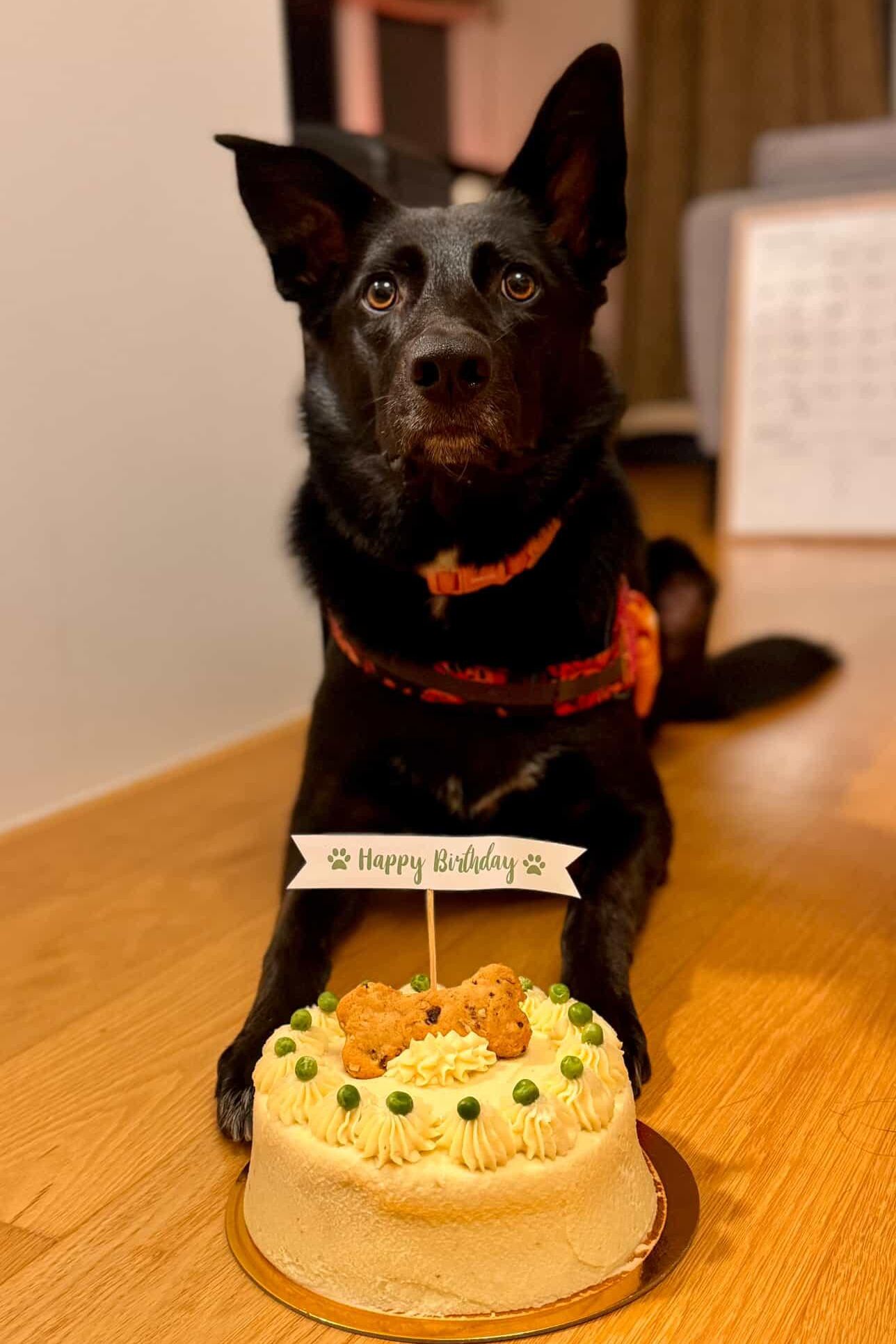 Doggie Birthday Cakes - Strawberry and Apple