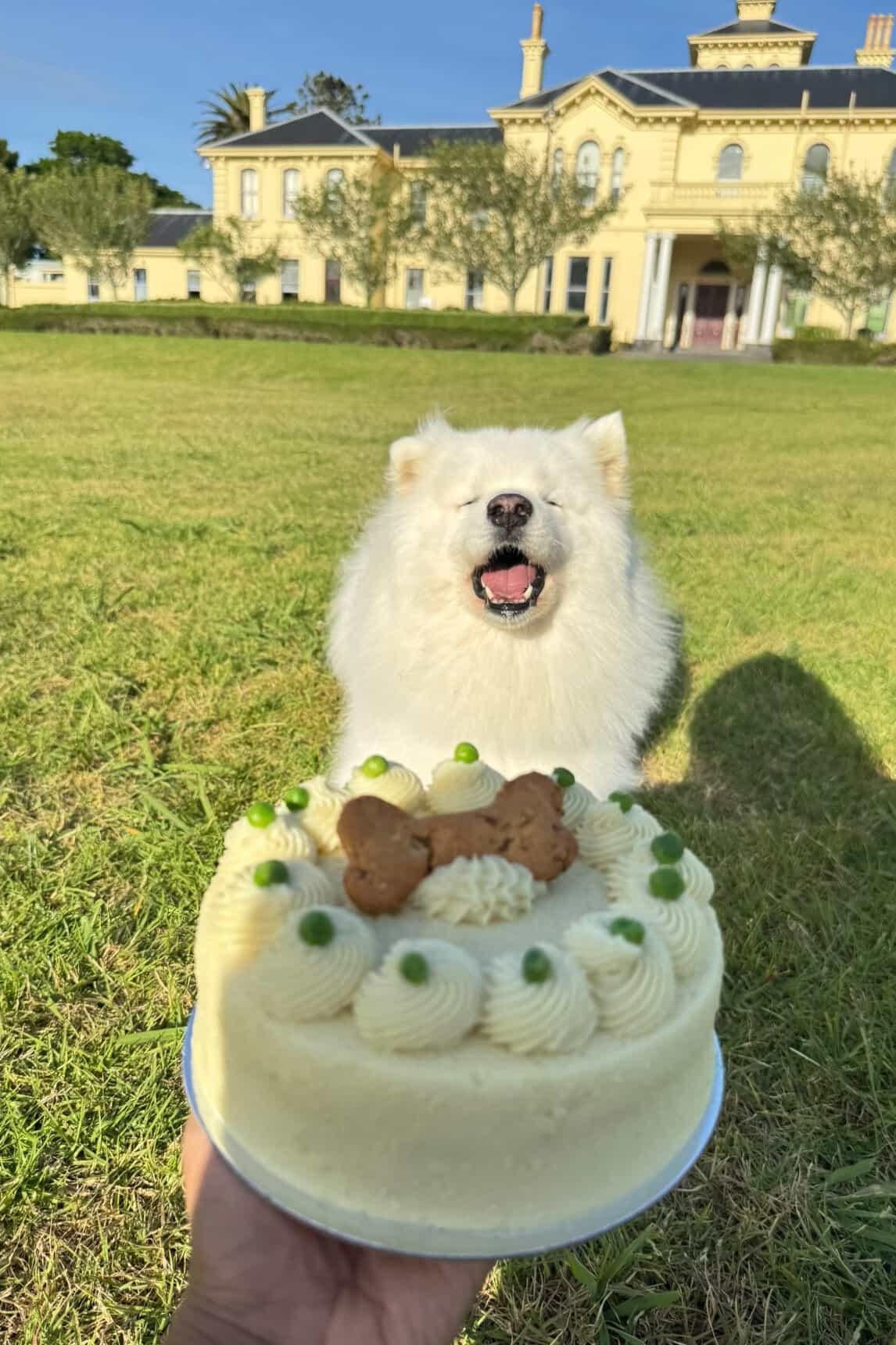 Doggie Birthday Cakes