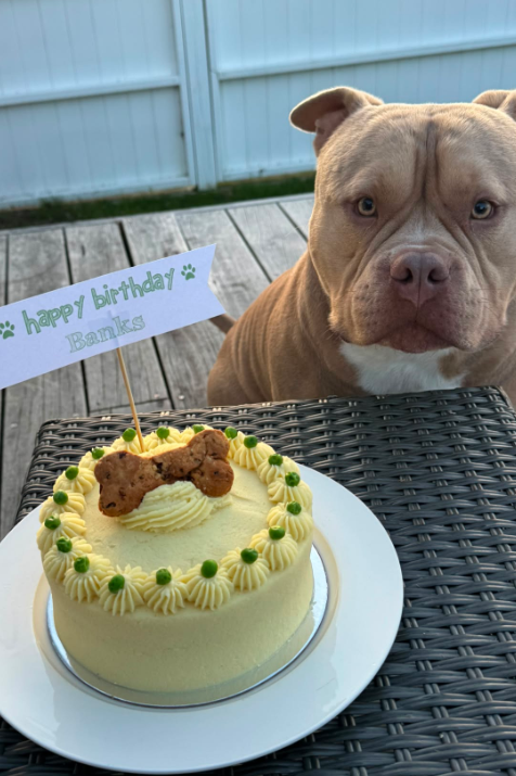 Doggie Birthday Cakes - Carrot and Bacon