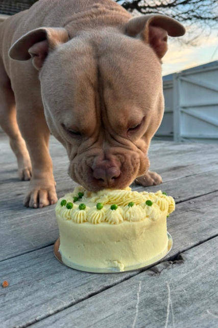 Doggie Birthday Cakes - Carrot and Bacon