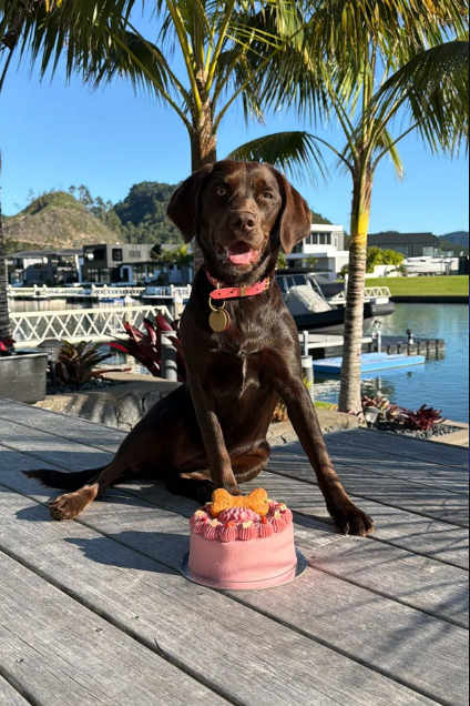 Doggie Birthday Cakes - Carrot and Bacon